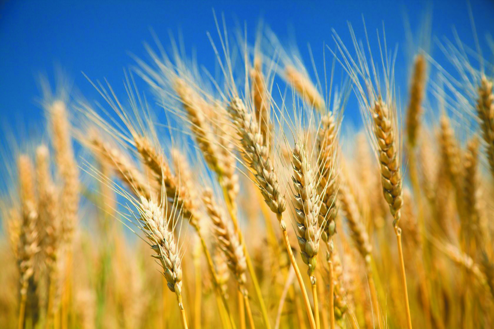 Пшеница группа организмов. Рожь. Пшеница. Поле с колосками. Колосья пшеницы.
